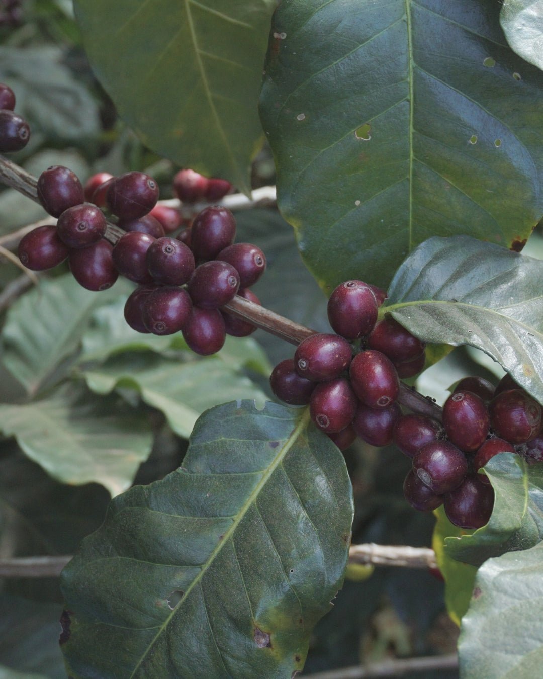 CHINA - Ye Ping - The Coffee Benders