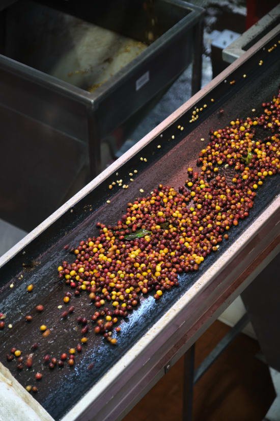COSTA RICA - Las Lajas - The Coffee Benders