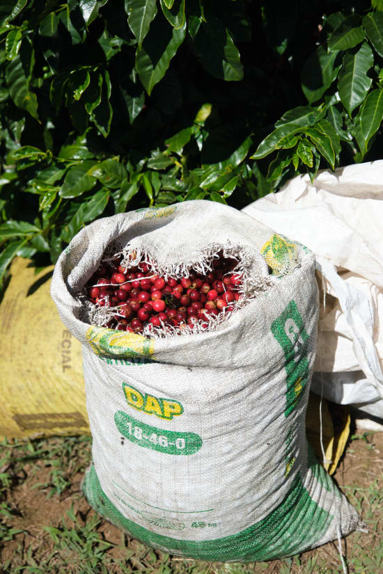 COSTA RICA - Las Lajas - The Coffee Benders
