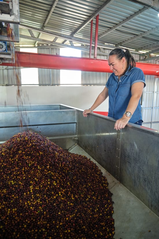 COSTA RICA - Las Lajas - The Coffee Benders