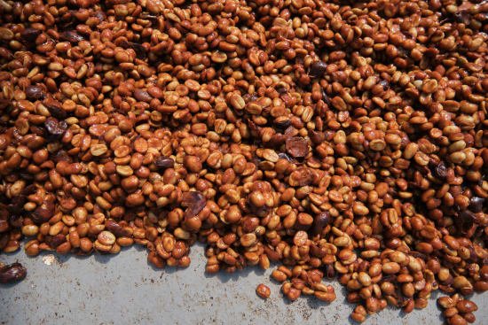 COSTA RICA - Las Lajas - The Coffee Benders
